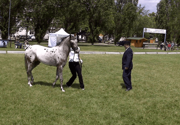 Obrázek - RANČ U KOTVY - ustájení, výcvik a jízdy na koni Loděnice u Berouna
